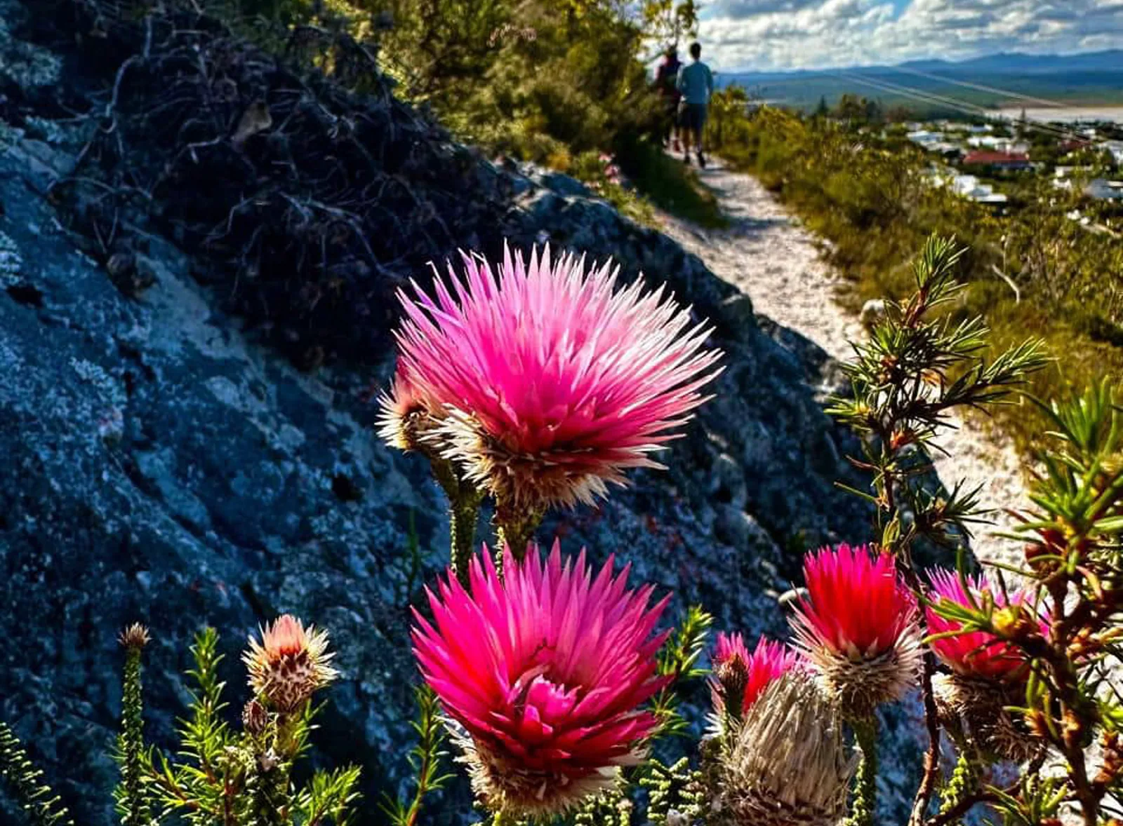 Pink proteas and fynbos hiking trail in Fernkloof Nature Reserve, Hermanus