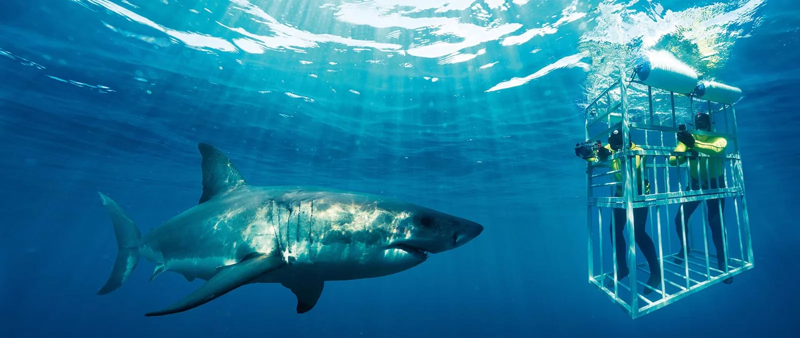 Great white shark next to a cage with divers at Shark Alley, Gansbaai