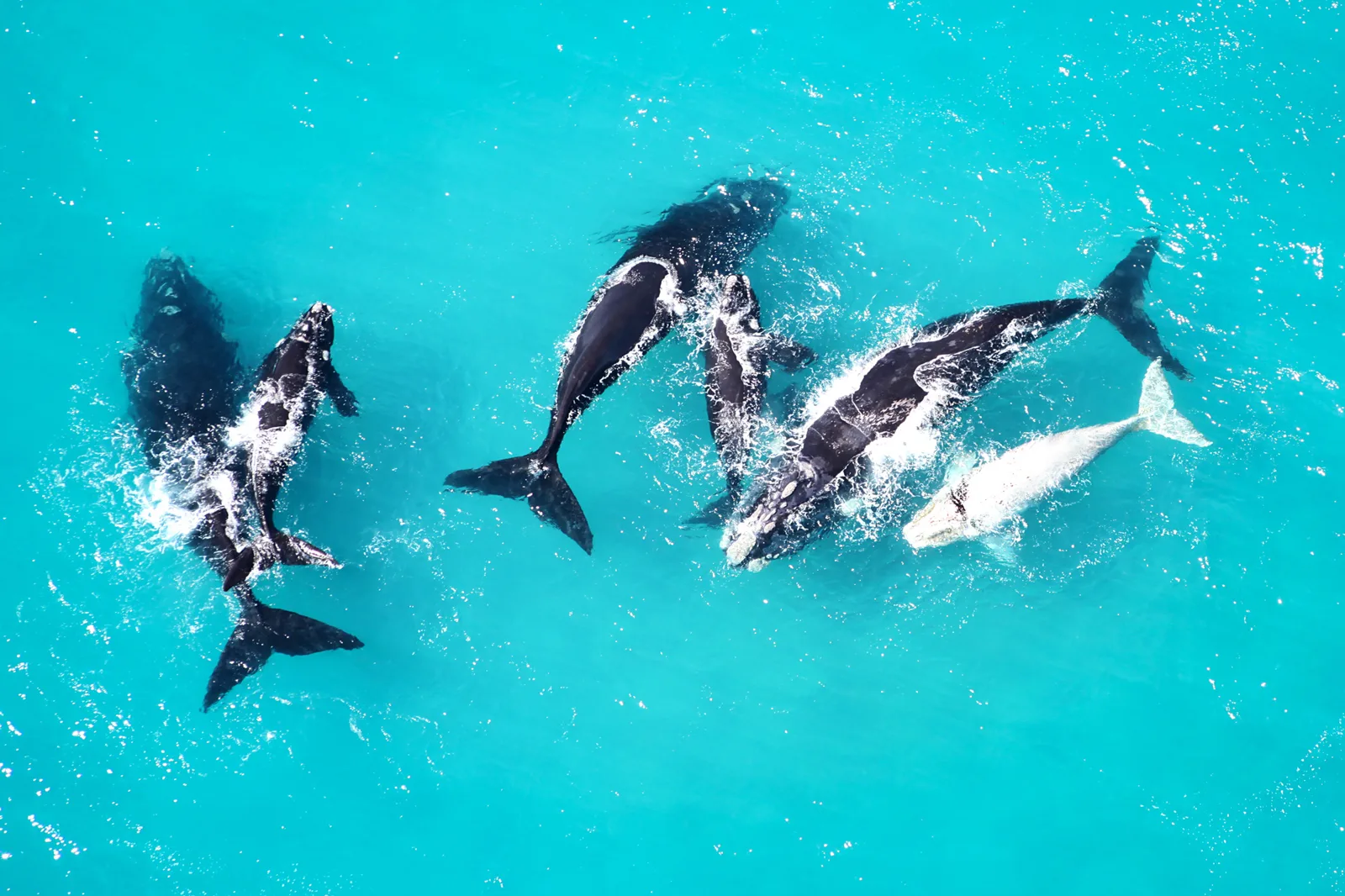 Southern Right Whales breaching in Walker Bay, Hermanus